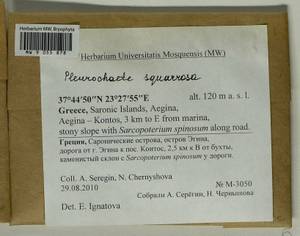 Pleurochaete squarrosa (Brid.) Lindb., Гербарий мохообразных, Мхи - Западная Европа (BEu) (Греция)