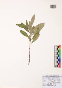 Бодяк полевой, Розовый осот (L.) Scop., Восточная Европа, Центральный район (E4) (Россия)