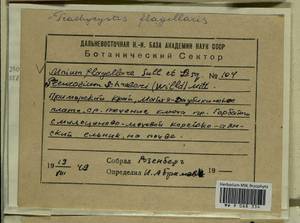 Pleurozium schreberi (Willd. ex Brid.) Mitt., Гербарий мохообразных, Мхи - Дальний Восток (без Чукотки и Камчатки) (B20) (Россия)