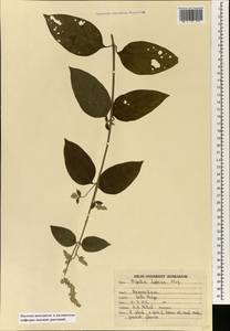 Pupalia lappacea (L.) A. Juss., Зарубежная Азия (ASIA) (Индия)