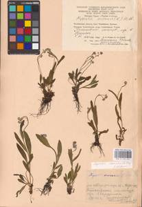MHA 0 153 455, Myosotis alpestris subsp. suaveolens (Waldst. & Kit. ex Willd.) Strid, Восточная Европа, Восточный район (E10) (Россия)
