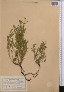 Sibbaldianthe orientalis (Soják) Mosyakin & Shiyan, Средняя Азия и Казахстан, Северный и Центральный Тянь-Шань (M4) (Киргизия)