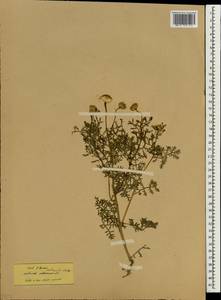 Cota coelopoda (Boiss.) Boiss., Зарубежная Азия (ASIA) (Турция)