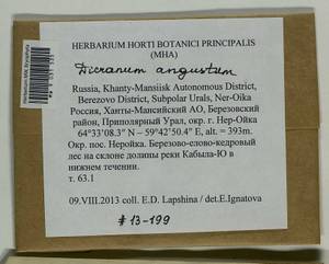 Dicranum angustum Lindb., Гербарий мохообразных, Мхи - Западная Сибирь (включая Алтай) (B15) (Россия)