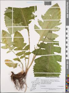 Бодяк огородный (L.) Scop., Восточная Европа, Северо-Западный район (E2) (Россия)