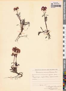 Мытник прелестный Adams ex Steven, Сибирь, Чукотка и Камчатка (S7) (Россия)