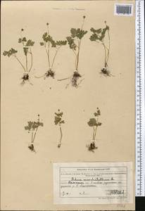 Адокса мускусная L., Средняя Азия и Казахстан, Северный и Центральный Тянь-Шань (M4) (Казахстан)