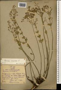 Дубровник восточный L., Кавказ, Армения (K5) (Армения)