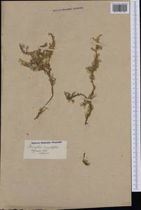 Paronychia kapela subsp. serpyllifolia (Chaix) Graebner, Западная Европа (EUR) (Франция)