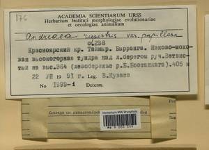 Andreaea rupestris var. papillosa (Lindb.) Podp., Гербарий мохообразных, Мхи - Красноярский край, Тыва и Хакасия (B17) (Россия)