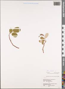 Ива сетчатая L., Восточная Европа, Северный район (E1) (Россия)