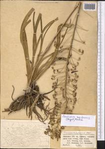 Eremurus soogdianus (Regel) Benth. & Hook.f., Средняя Азия и Казахстан, Памир и Памиро-Алай (M2) (Узбекистан)