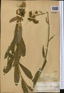 Pilosella echioides subsp. echioides, Средняя Азия и Казахстан, Джунгарский Алатау и Тарбагатай (M5) (Казахстан)