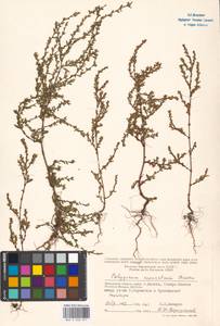 Спорыш простертый, Спорыш обыкновенный Boreau, Восточная Европа, Московская область и Москва (E4a) (Россия)