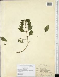 Мята полевая L., Восточная Европа, Центральный район (E4) (Россия)