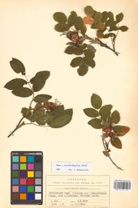 Rosa rugosa × amblyotis, Сибирь, Дальний Восток (S6) (Россия)