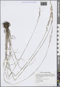 Мятлик высокий Hitchc., Сибирь, Дальний Восток (S6) (Россия)