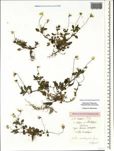 Viola ×contempta Jord., Кавказ, Ставропольский край, Карачаево-Черкесия, Кабардино-Балкария (K1b) (Россия)