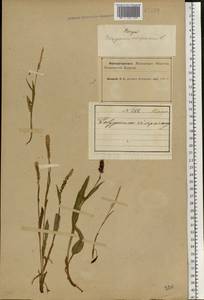 Змеевик живородящий, Горец живородящий (L.) Delarbre, Восточная Европа, Северный район (E1) (Россия)