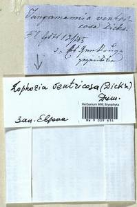 Lophozia ventricosa (Dicks.) Dumort., Гербарий мохообразных, Мхи - Западная Европа (BEu) (Германия)