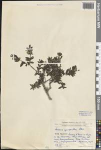 Lonicera rupicola var. syringantha (Maxim.) Zabel, Зарубежная Азия (ASIA) (КНР)