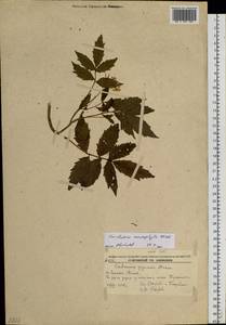 Сердечник крупнолистный Willd., Сибирь, Дальний Восток (S6) (Россия)