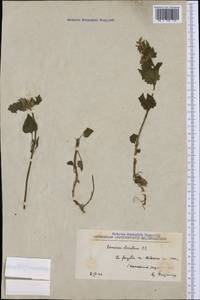 Lamium garganicum subsp. striatum (Sm.) Hayek, Западная Европа (EUR) (Северная Македония)