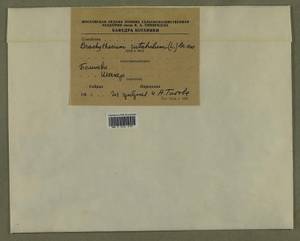 Brachythecium rutabulum (Hedw.) Schimp., Гербарий мохообразных, Мхи - Москва и Московская область (B6a) (Россия)