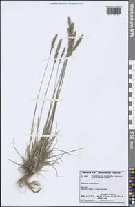 Koeleria spicata subsp. spicata, Сибирь, Центральная Сибирь (S3) (Россия)