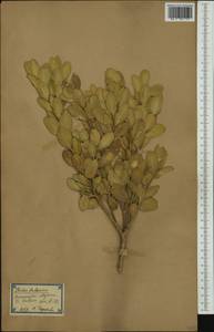 Buxus balearica Lam., Западная Европа (EUR) (Испания)