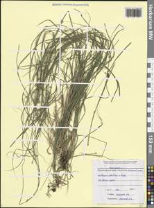 Осока расставленная, Осока раздвинутая L., Кавказ, Черноморское побережье (от Новороссийска до Адлера) (K3) (Россия)
