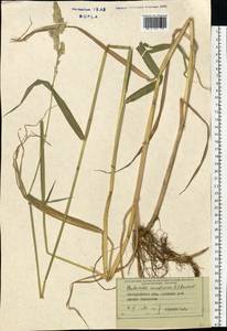 Двукисточник тростниковидный L., Восточная Европа, Западно-Украинский район (E13) (Украина)