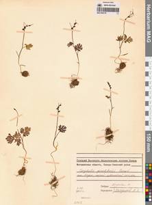 Хохлатка Городкова Karav., Сибирь, Чукотка и Камчатка (S7) (Россия)