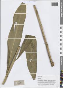 Zingiber montanum (J.Koenig) Link ex A.Dietr., Зарубежная Азия (ASIA) (Лаос)