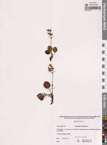 Грушанка малая L., Сибирь, Чукотка и Камчатка (S7) (Россия)