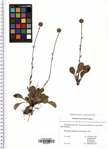 Globularia bisnagarica L., Восточная Европа, Восточный район (E10) (Россия)