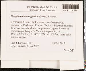 Camptodontium cryptodon (Mont.) Reimers, Гербарий мохообразных, Мхи - Америка (BAm) (Чили)