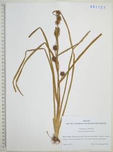 Ежеголовник всплывающий, Ежеголовник всплывший Rehmann, Сибирь, Дальний Восток (S6) (Россия)