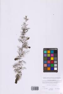 Пузырчатка обыкновенная L., Восточная Европа, Московская область и Москва (E4a) (Россия)