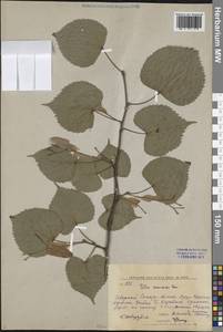 Липа амурская Rupr., Сибирь, Дальний Восток (S6) (Россия)