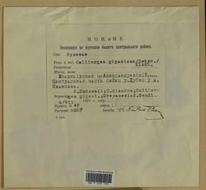 Calliergon giganteum (Schimp.) Kindb., Гербарий мохообразных, Мхи - Москва и Московская область (B6a) (Россия)