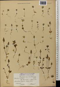Ломатогониум каринтийский (Wulfen) Reichenb., Кавказ, Армения (K5) (Армения)
