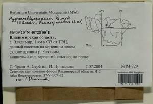 Hygroamblystegium humile (P. Beauv.) Vanderp., Hedenäs & Goffinet, Гербарий мохообразных, Мхи - Центральное Нечерноземье (B6) (Россия)