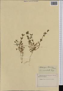 Мерингия трехжилковая (L.) Clairv., Западная Европа (EUR)