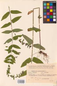 MHA 0 155 389, Шлемник обыкновенный L., Восточная Европа, Центральный район (E4) (Россия)