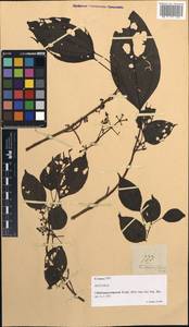 Oreocnide trinervis (Wedd.) Miq., Зарубежная Азия (ASIA) (Филиппины)