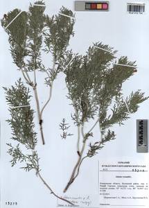 Adonis vernalis × villosa, Сибирь, Алтай и Саяны (S2) (Россия)