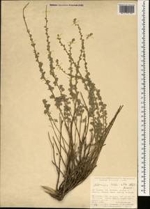 Artemisia herba-alba Asso, Зарубежная Азия (ASIA) (Турция)