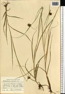 Клубнекамыш морской (L.) Palla, Восточная Европа, Центральный район (E4) (Россия)