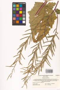 Rhamphospermum arvense (L.) Andrz. ex Besser, Восточная Европа, Нижневолжский район (E9) (Россия)